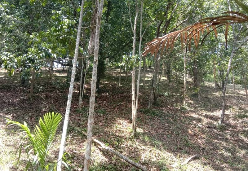 Menarik Tanah Langkawi l Luas Ada Infra l Luas 4.6 ekar l Ada Pokok Durian Rambutan Dokong Manggis