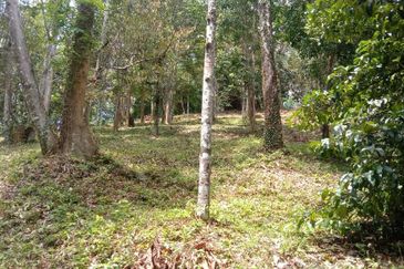 Menarik Tanah Langkawi l Luas Ada Infra l Luas 4.6 ekar l Ada Pokok Durian Rambutan Dokong Manggis