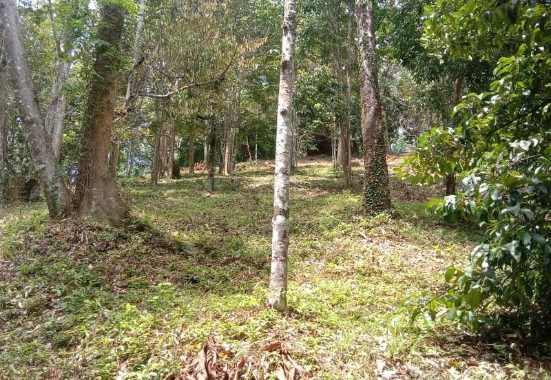 Menarik Tanah Langkawi l Luas Ada Infra l Luas 4.6 ekar l Ada Pokok Durian Rambutan Dokong Manggis