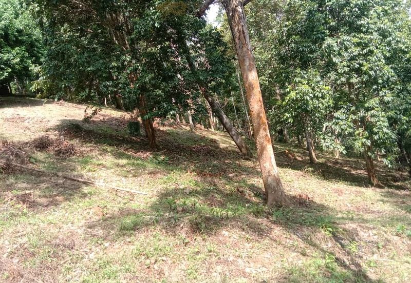 Menarik Tanah Langkawi l Luas Ada Infra l Luas 4.6 ekar l Ada Pokok Durian Rambutan Dokong Manggis