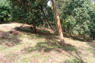 Menarik Tanah Langkawi l Luas Ada Infra l Luas 4.6 ekar l Ada Pokok Durian Rambutan Dokong Manggis