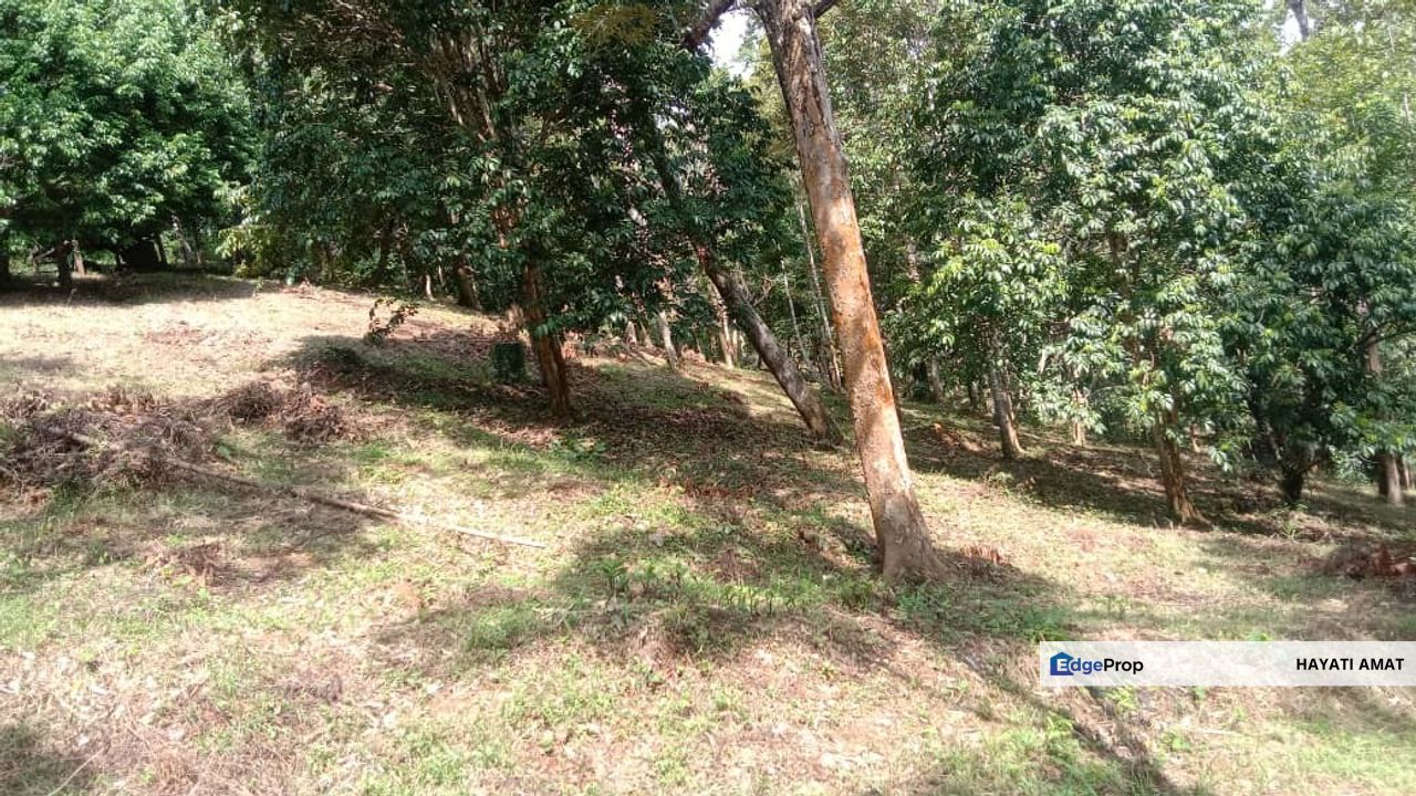 Menarik Tanah Langkawi l Luas Ada Infra l Luas 4.6 ekar l Ada Pokok Durian Rambutan Dokong Manggis, Kedah, Langkawi