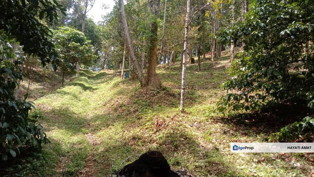 Menarik Tanah Langkawi l Luas Ada Infra l Luas 4.6 ekar l Ada Pokok Durian Rambutan Dokong Manggis, Kedah, Langkawi