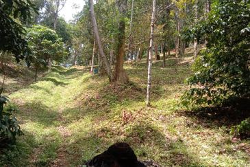 Menarik Tanah Langkawi l Luas Ada Infra l Luas 4.6 ekar l Ada Pokok Durian Rambutan Dokong Manggis