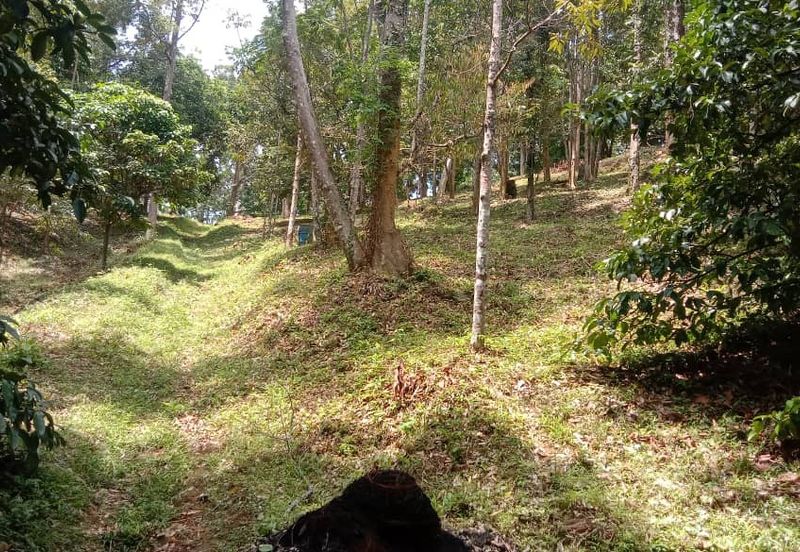 Menarik Tanah Langkawi l Luas Ada Infra l Luas 4.6 ekar l Ada Pokok Durian Rambutan Dokong Manggis