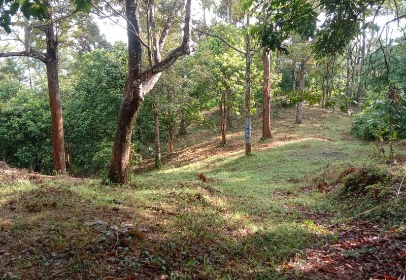 Menarik Tanah Langkawi l Luas Ada Infra l Luas 4.6 ekar l Ada Pokok Durian Rambutan Dokong Manggis