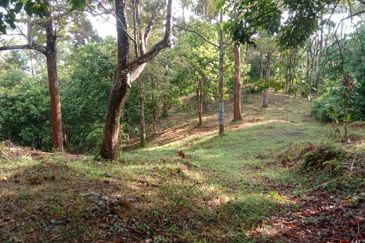 Menarik Tanah Langkawi l Luas Ada Infra l Luas 4.6 ekar l Ada Pokok Durian Rambutan Dokong Manggis