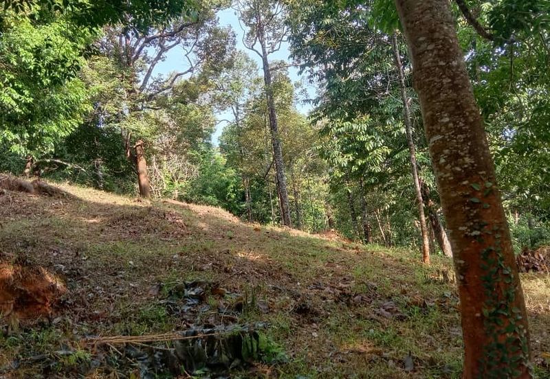 Menarik Tanah Langkawi l Luas Ada Infra l Luas 4.6 ekar l Ada Pokok Durian Rambutan Dokong Manggis