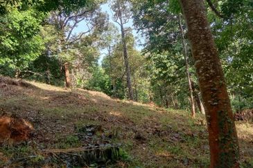 Menarik Tanah Langkawi l Luas Ada Infra l Luas 4.6 ekar l Ada Pokok Durian Rambutan Dokong Manggis