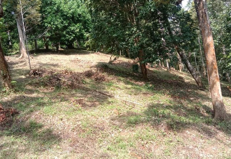 Menarik Tanah Langkawi l Luas Ada Infra l Luas 4.6 ekar l Ada Pokok Durian Rambutan Dokong Manggis