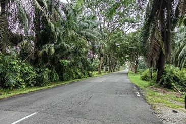 Menarik Tanah Langkawi l Luas Ada Infra l Luas 4.6 ekar l Ada Pokok Durian Rambutan Dokong Manggis