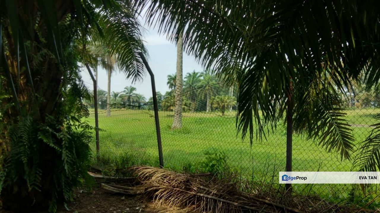 Kulai Agriculture Oil Palm Land, Johor, Pasir Gudang