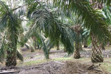 Kulai Agriculture Oil Palm Land