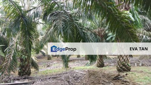 Kulai Agriculture Oil Palm Land, Johor, Pasir Gudang