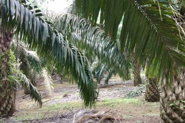 Kulai Agriculture Oil Palm Land