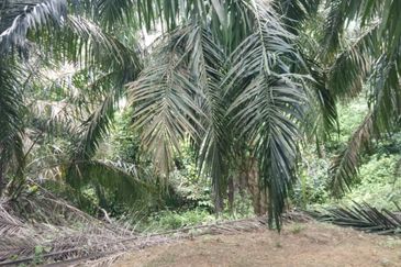 Kulai Agriculture Oil Palm Land