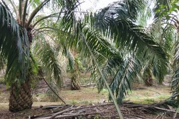 Kulai Agriculture Oil Palm Land