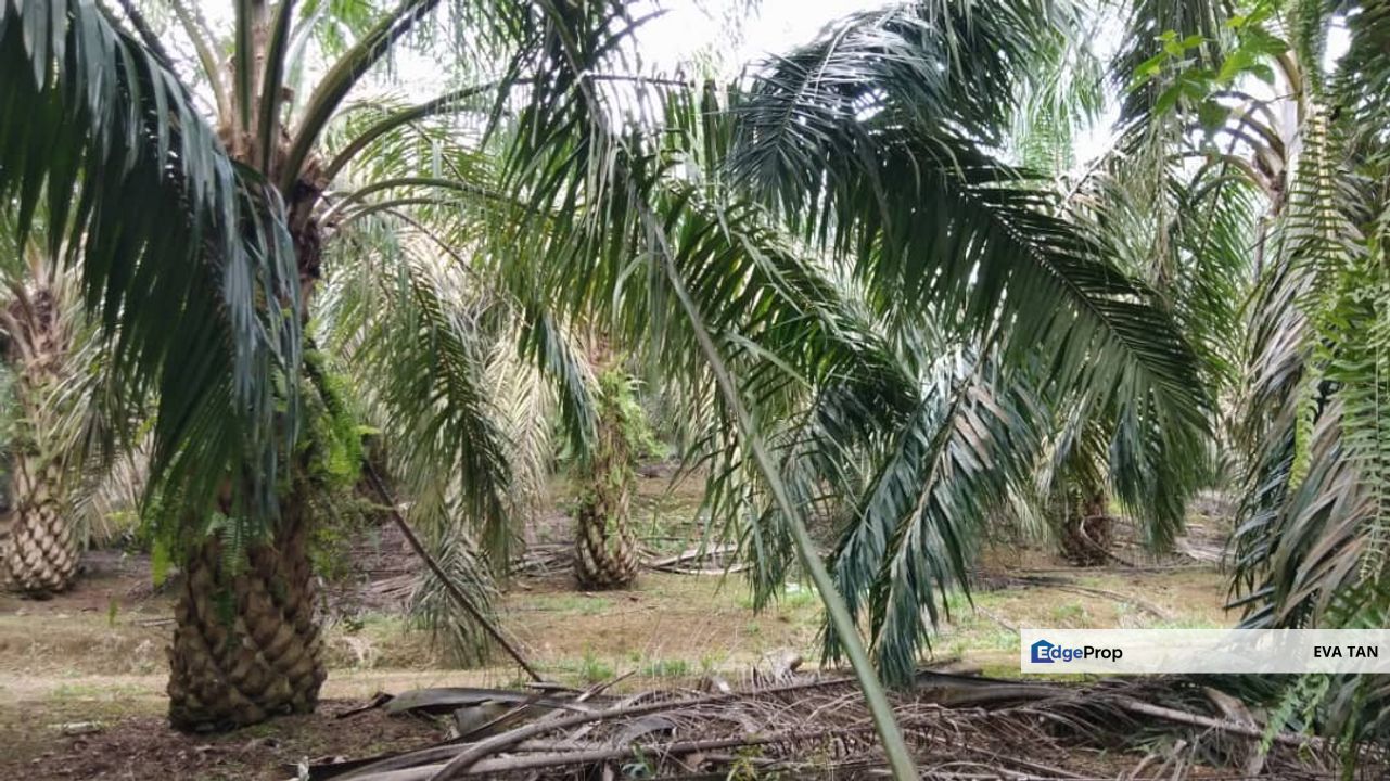 Kulai Agriculture Oil Palm Land, Johor, Pasir Gudang