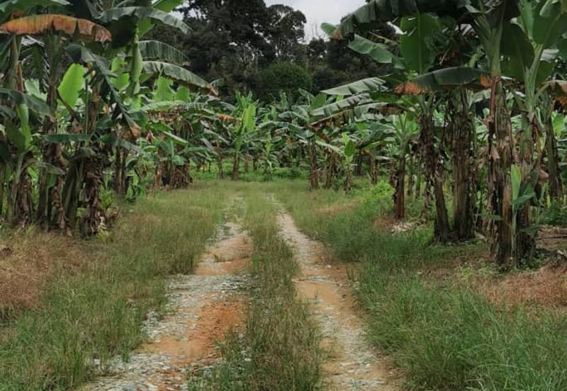 Simpang Rengam Fruit Farm Land