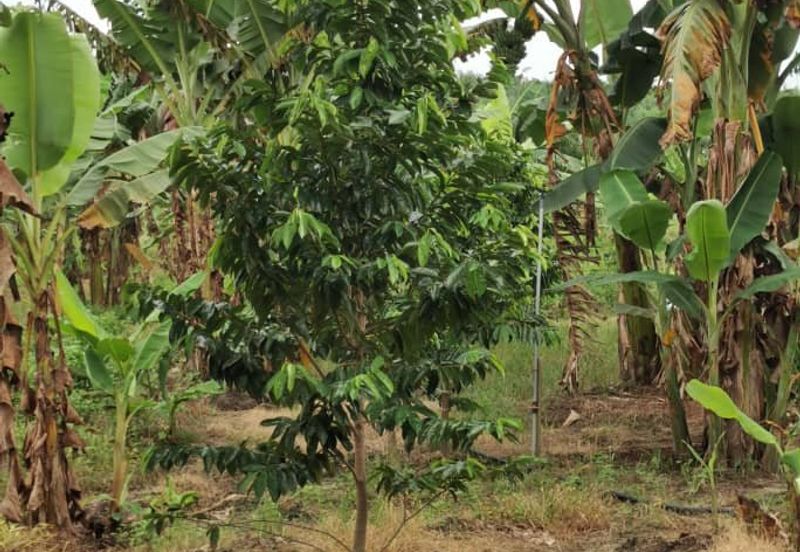 Simpang Rengam Fruit Farm Land