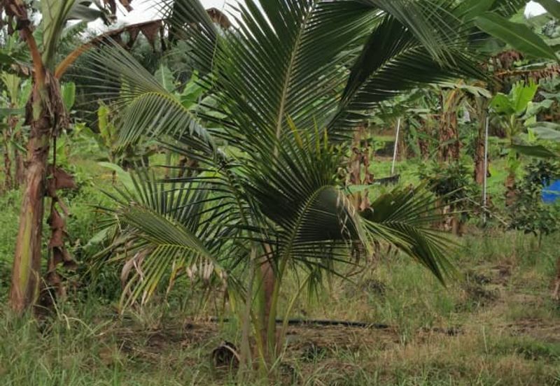Simpang Rengam Fruit Farm Land