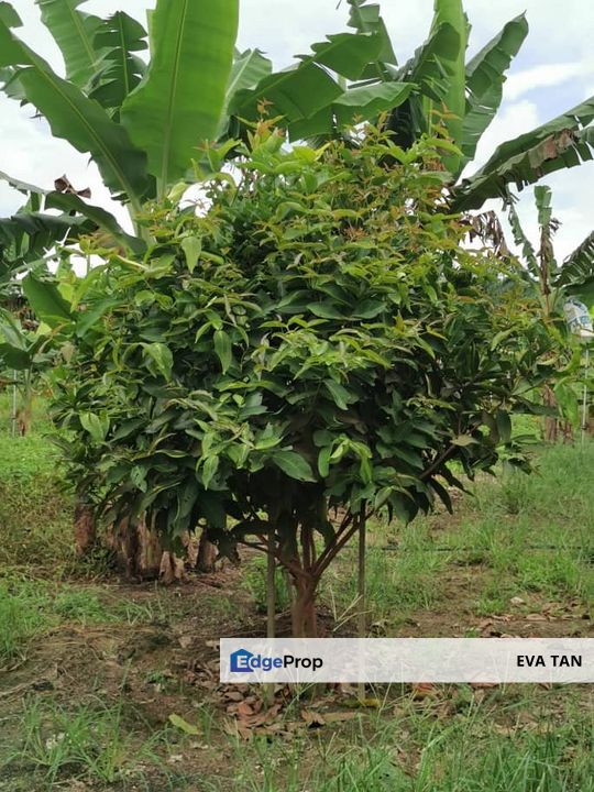 Simpang Rengam Fruit Farm Land, Johor, Simpang Renggam