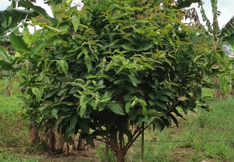 Simpang Rengam Fruit Farm Land