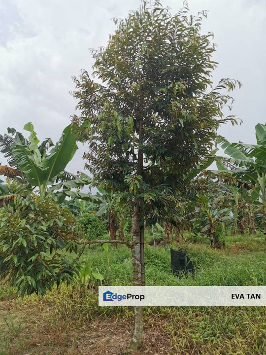 Simpang Rengam Fruit Farm Land, Johor, Simpang Renggam