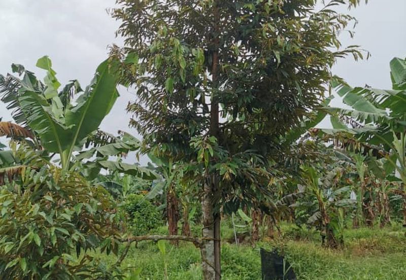 Simpang Rengam Fruit Farm Land