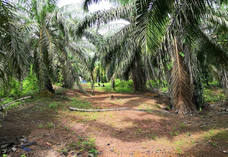 Segamat Batu Anam Zoning Residential Land