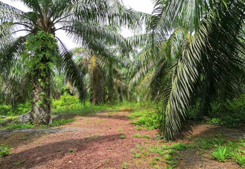 Segamat Batu Anam Zoning Residential Land