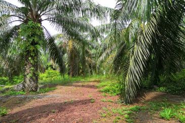 Segamat Batu Anam Zoning Residential Land
