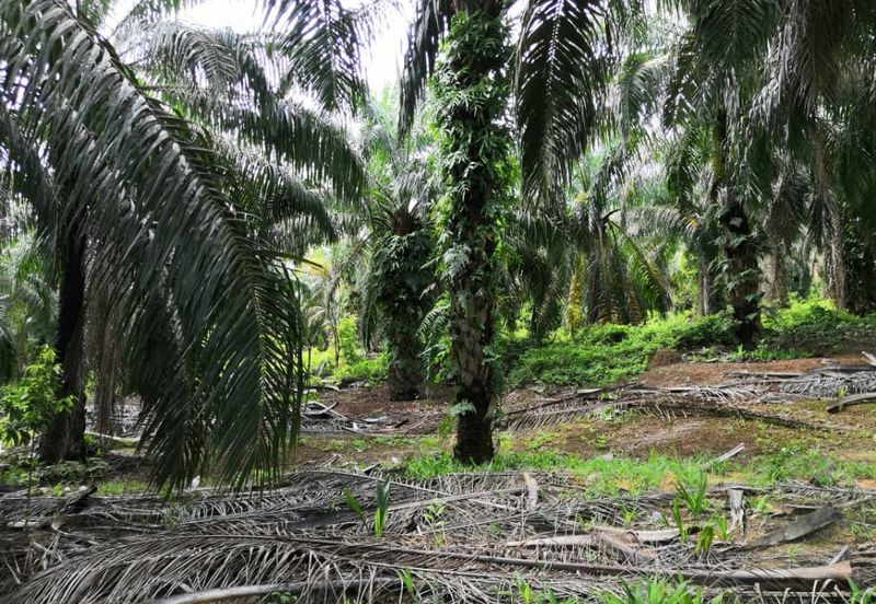 Segamat Batu Anam Zoning Residential Land