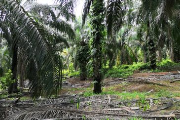 Segamat Batu Anam Zoning Residential Land