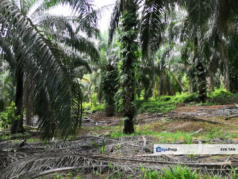 Segamat Batu Anam Zoning Residential Land, Johor, Segamat