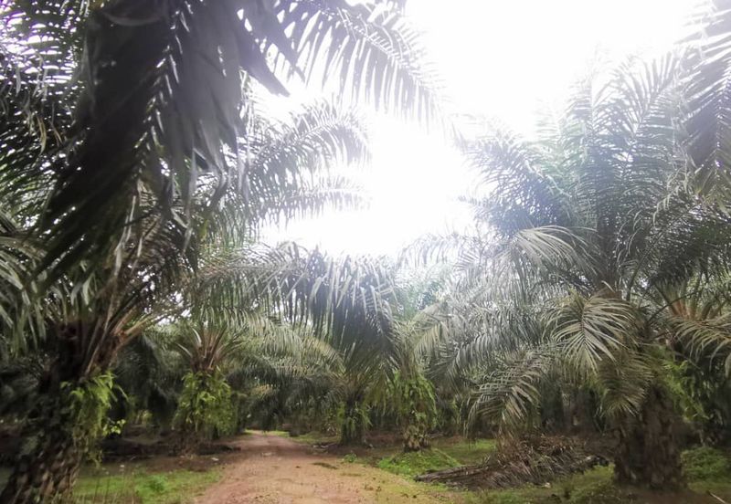 Pontian Agriculture Land