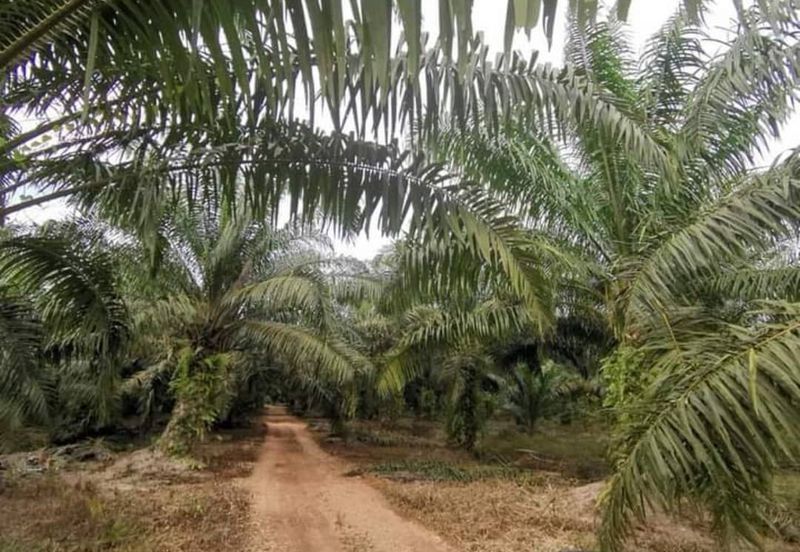 Pontian Agriculture Land