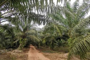 Pontian Agriculture Land