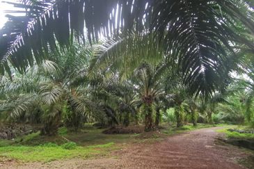 Pontian Agriculture Land