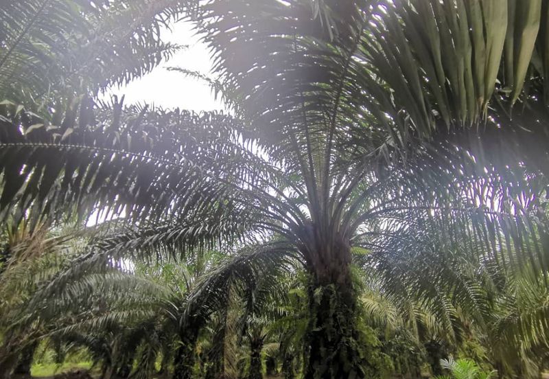 Pontian Agriculture Land