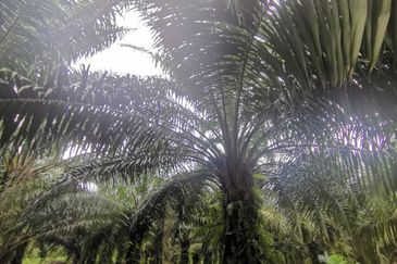 Pontian Agriculture Land