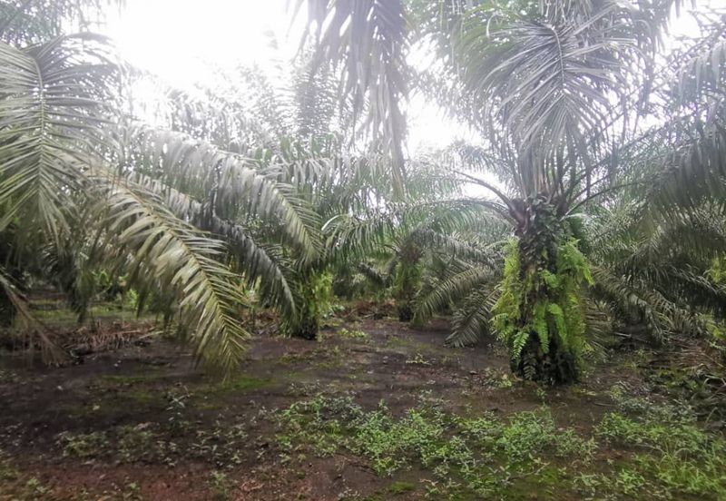 Pontian Agriculture Land