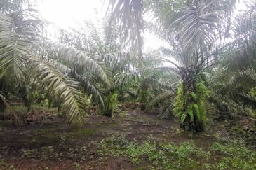 Pontian Agriculture Land