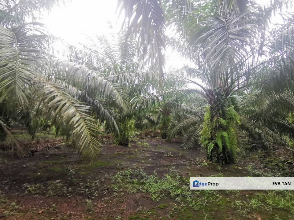 Pontian Agriculture Land, Johor, Pontian
