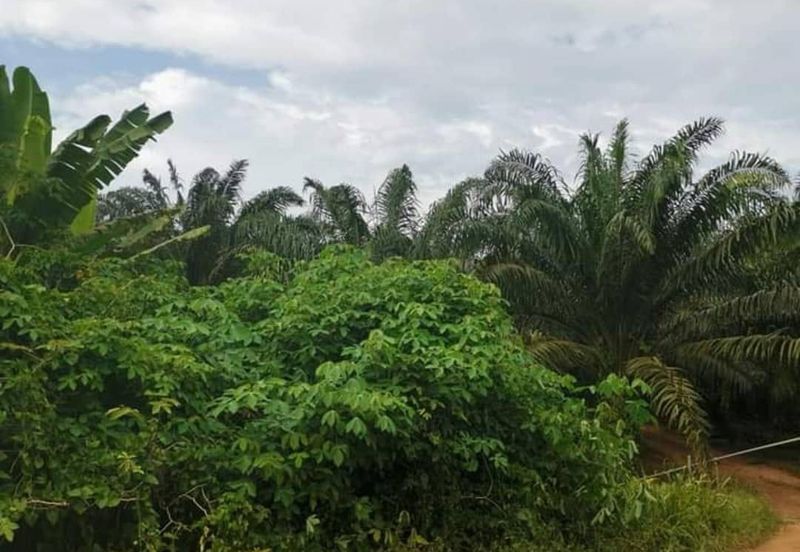 Pontian Agriculture Land