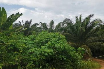 Pontian Agriculture Land