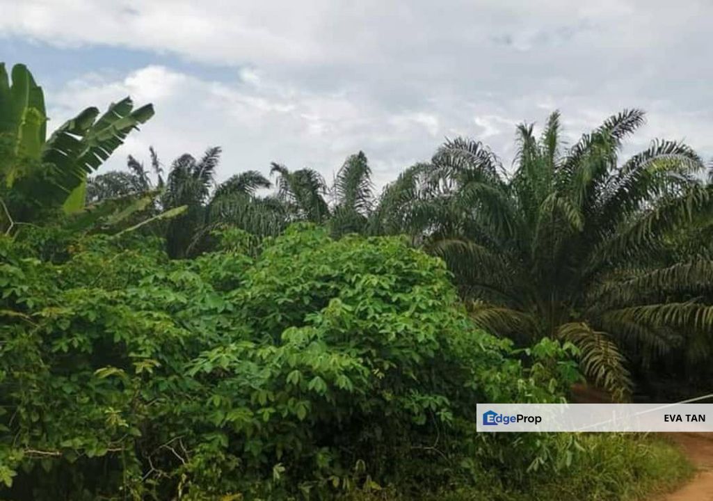 Pontian Agriculture Land, Johor, Pontian