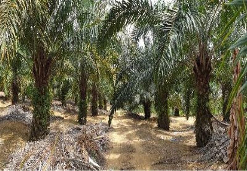 Masai Seri Alam Zoning Residential Agriculture Land