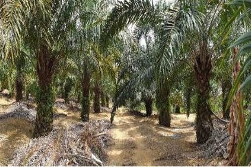 Masai Seri Alam Zoning Residential Agriculture Land