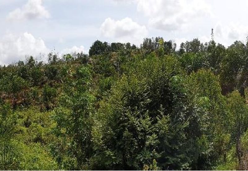 Masai Seri Alam Zoning Residential Agriculture Land